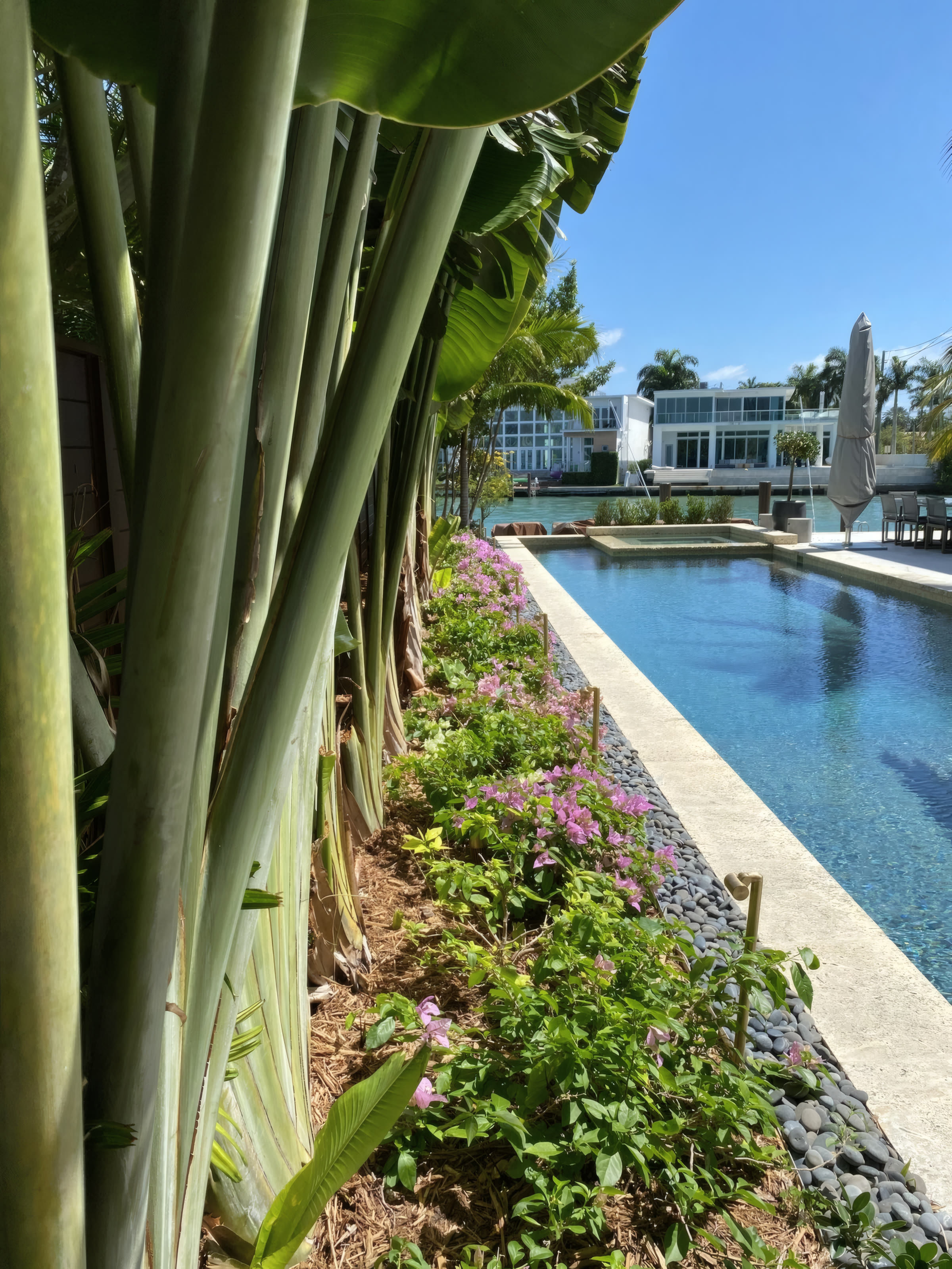 Long reflecting pool lined with traveler palms