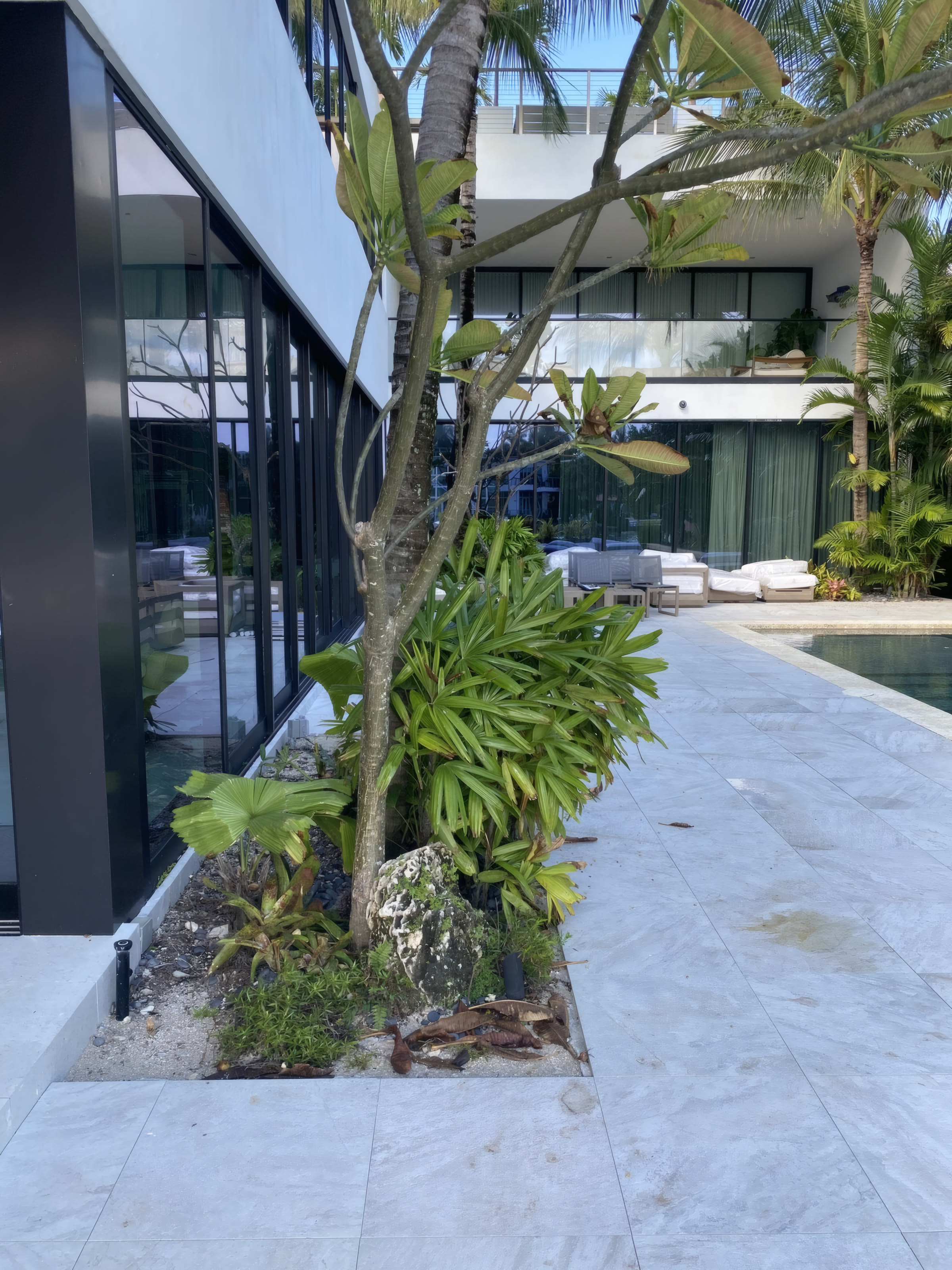 Pool with traveler palm canopy from the water side