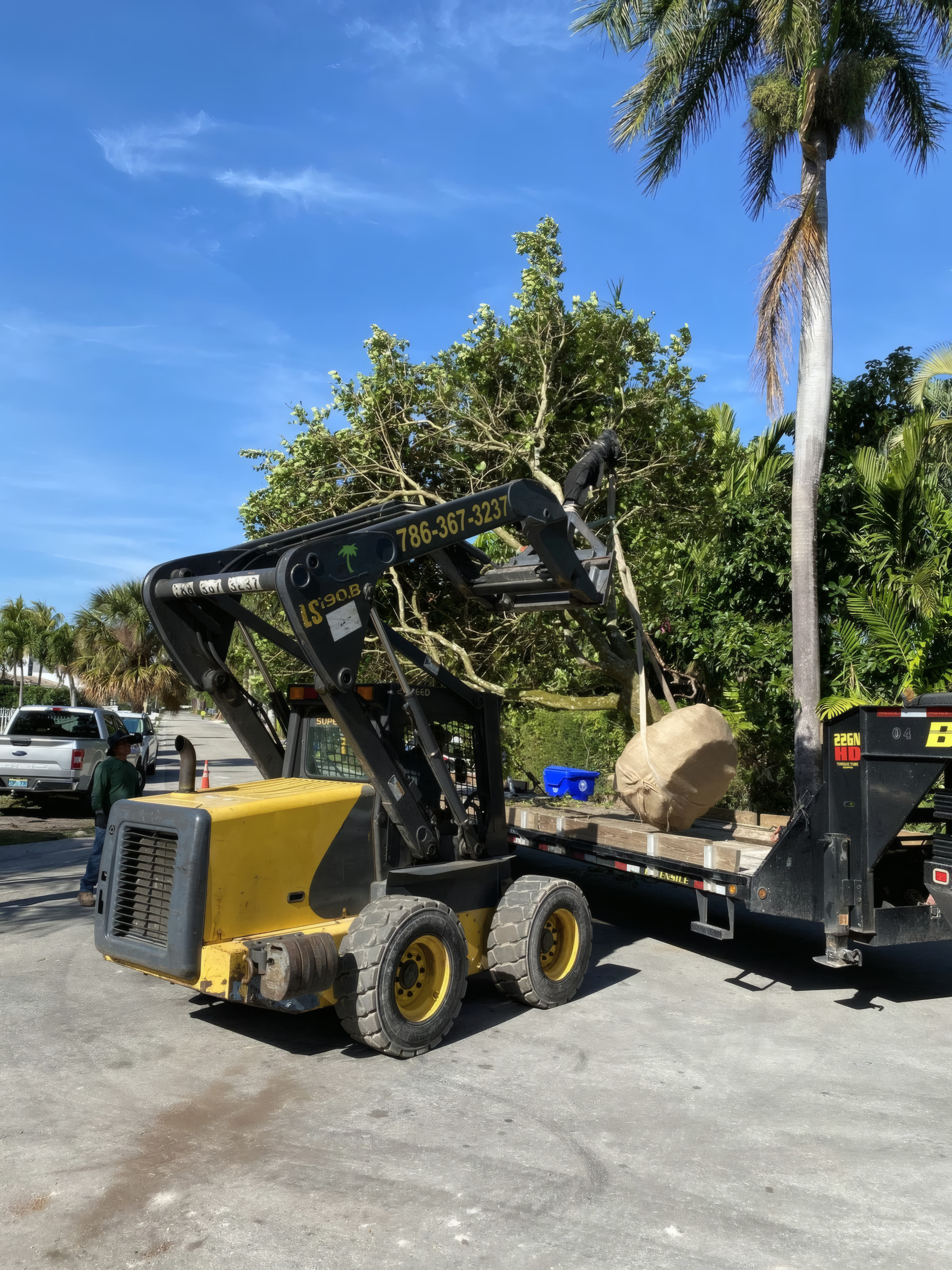 Specimen tree with rootball loaded onto a flatbed trailer for delivery