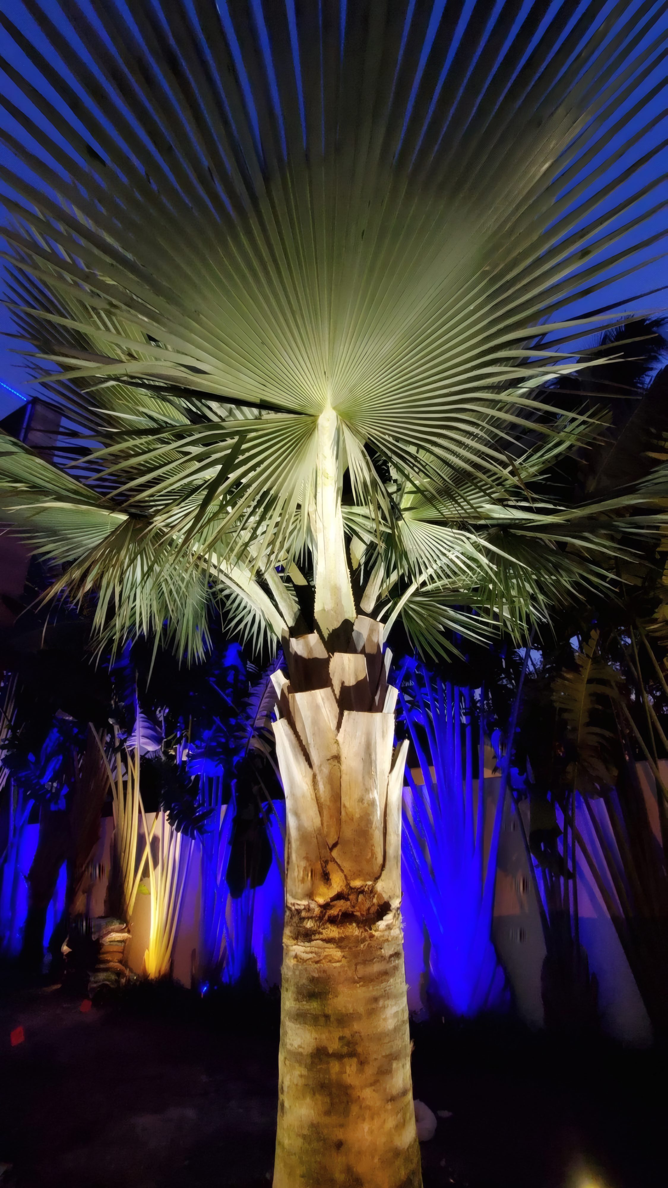 Bismarck palm uplit in blue at night