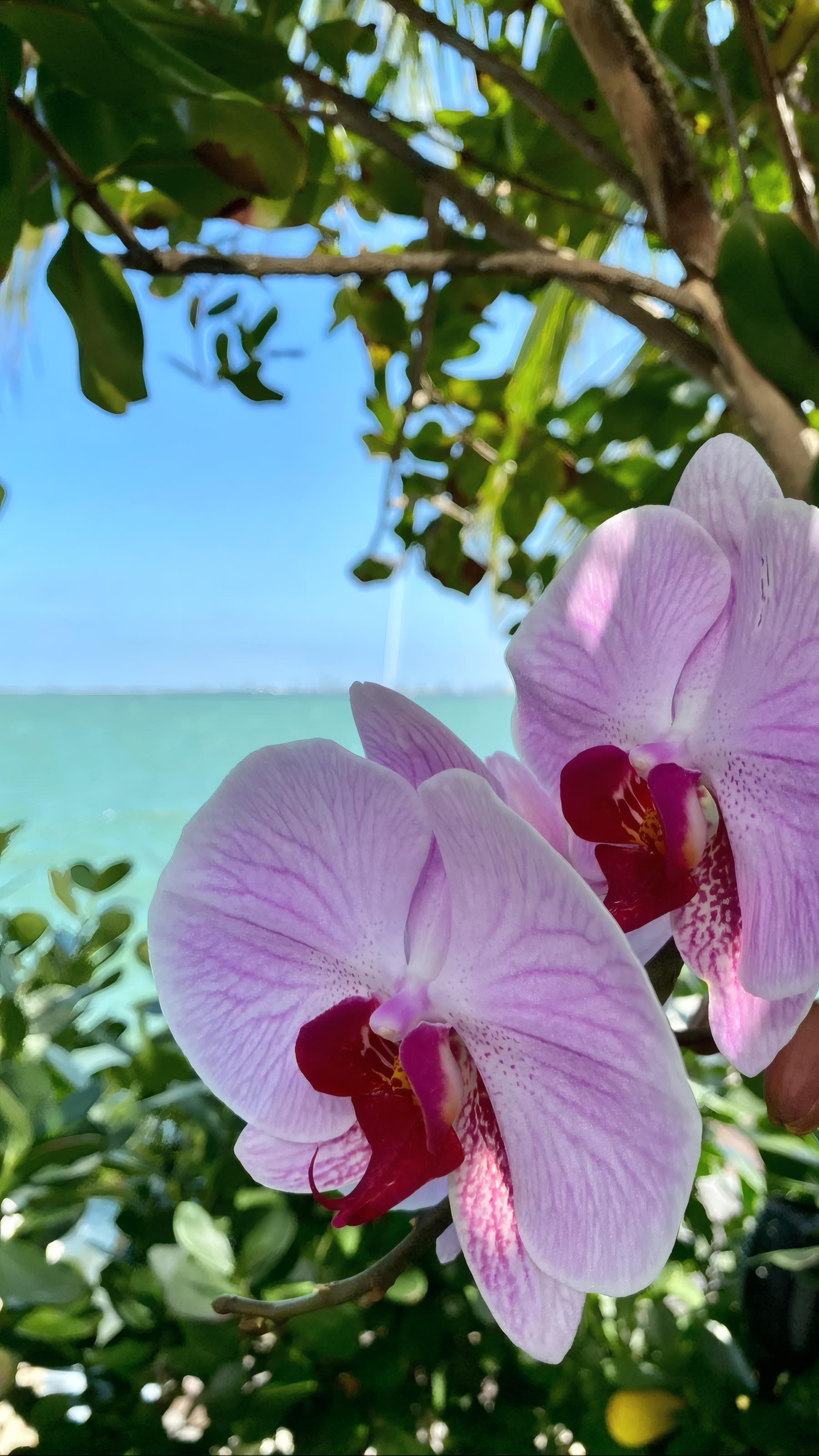 Pink orchid close-up